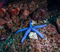 Blue starfish